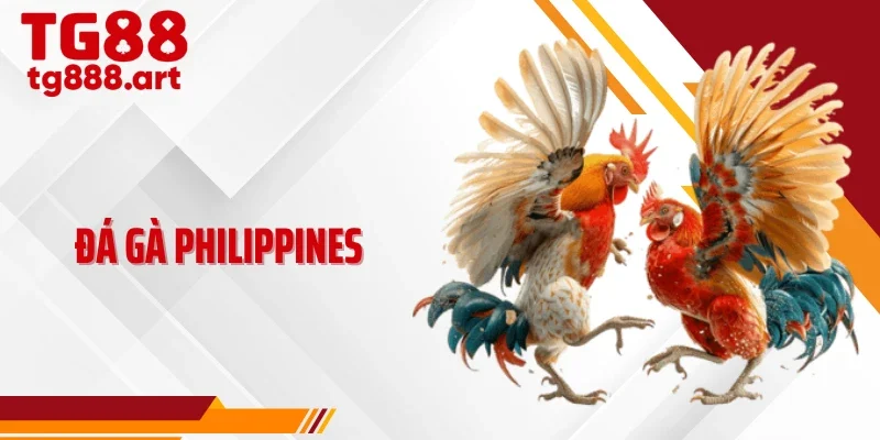 Đá Gà Philippines - Trường Đấu Hợp Pháp Và Chuyên Nghiệp