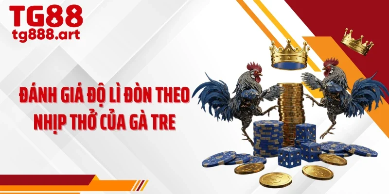 Đánh giá độ lì đòn theo nhịp thở của gà tre