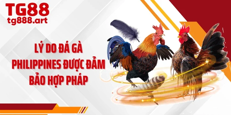 Lý do đá gà Philippines được đảm bảo hợp pháp