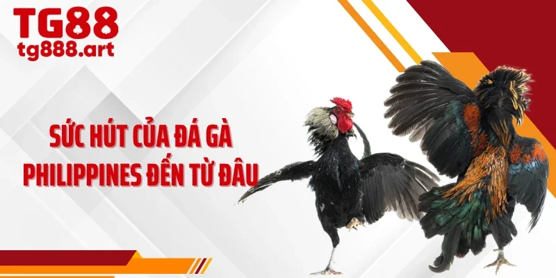Sức hút của đá gà Philippines đến từ đâu